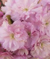 13282V8 фотообои на флизелине 3,68*2,54 (4части) SOLO