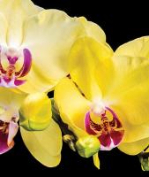 1343 Р8 фотообои на бумаге 3,68*2,54 (4части) SOLO