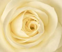 Белая роза ecoXLe 310*260