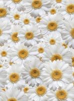 Ромашковое поле Flizetto 100*270
