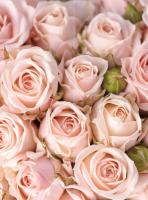 Розовые розы Flizetto MATRIX 300*270 