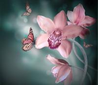 Бабочка на розов/орхидее ecoXLe 310*270