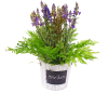 Лаванда и папоротник в кер/кашпо КК15-584